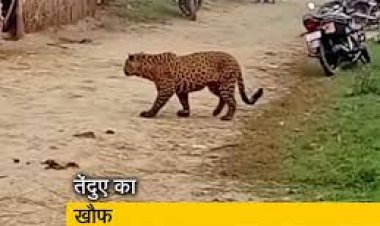 गांव में तेंदुए का आतंक: दो बच्चो को बनाया अपना शिकार