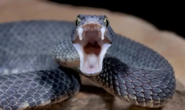 24 घंटे के भीतर सर्पदंश से दो सगे भाइयों की मौत: इलाके में मातम