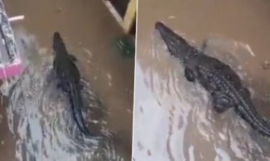 बारिश के दौरान आवासीय कॉलोनी में घुसा मगरमच्छ: वायरल हुआ वीडियो