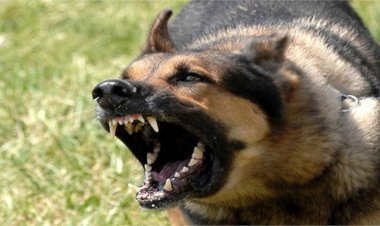 Lucknow:  मासूम बच्चे पर छोड़े 3 कुत्ते, मकान मालिक पर मुकदमा दर्ज