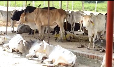 Gonda: गौशाला में भूखे प्यासे पशु व मृत पड़ा गौवंश, ग्राउंड ज़ीरो से चेक की गयी रियल्टी