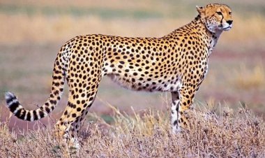 Madhya Pradesh: सत्तर साल बाद फिर भारतीय भूमि में आएंगे विलुप्त चीते, वीडियो में दिखी चीतों की पहली झलक