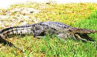 Aligarh: स्कूल में मगरमच्छ घुसने से मची अफरा-तफरी, ग्रामीणो ने कमरे में किया बंद