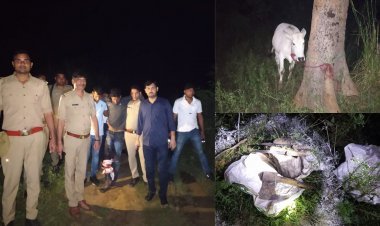 Fatehpur: गोतस्करों और पुलिस के बीच फायरिंग, तमंचा, कारतूस के साथ एक जिंदा गाय बरामद