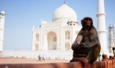 Agra: ताजमहल में बंदरों ने 9 सैलानियों को बनाया निशाना, सरकार ने गाइडों को दिए सख़्त दिशा निर्देश