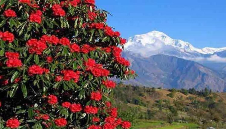 कोविड-19 को बुरांश के फूल ने बनने से रोका: आईआईटी के शोध में कही ये बात