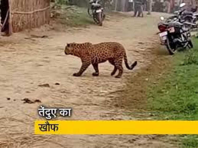 गांव में तेंदुए का आतंक: दो बच्चो को बनाया अपना शिकार