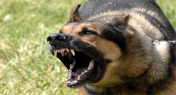 Lucknow:  मासूम बच्चे पर छोड़े 3 कुत्ते, मकान मालिक पर मुकदमा दर्ज