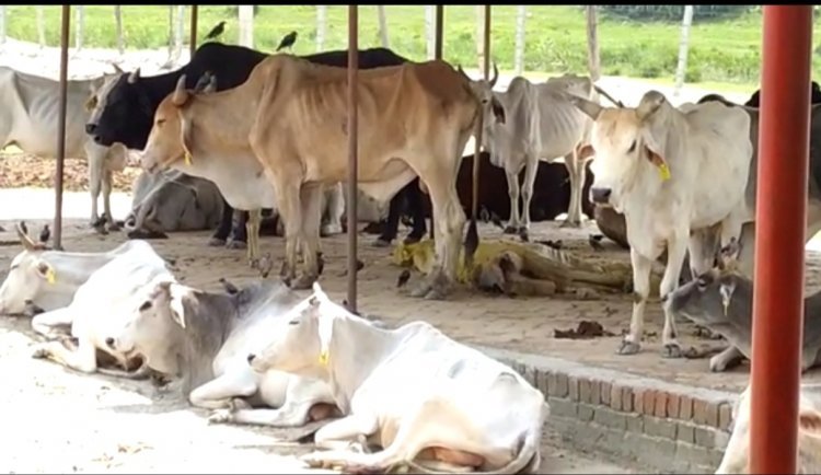 Gonda: गौशाला में भूखे प्यासे पशु व मृत पड़ा गौवंश, ग्राउंड ज़ीरो से चेक की गयी रियल्टी