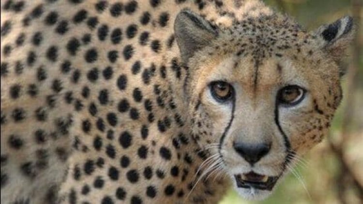 Namibian Cheetah: सत्तर साल का लम्बा इंतजार हुआ खत्म, चीतों के स्वागत के लिए कूनो नेशनल पार्क पहुंचे पीएम मोदी
