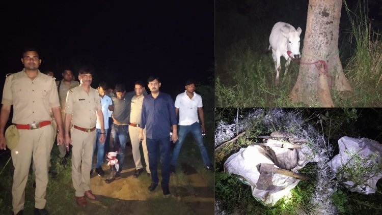 Fatehpur: गोतस्करों और पुलिस के बीच फायरिंग, तमंचा, कारतूस के साथ एक जिंदा गाय बरामद