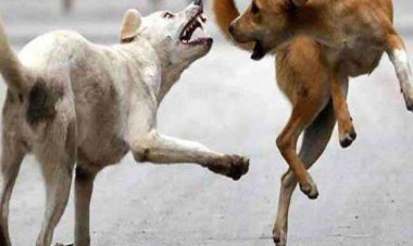 Hyderabad News: आवारा कुत्तों ने ली 5 साल के मासूम की जान, CCTV में कैद हुई घटना