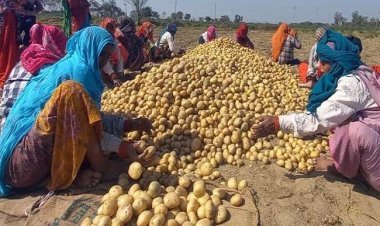 Uttar Pradesh: आलू किसानों की बदहाली पर योगी सरकार का बड़ा क़दम, अब 650 रुपये प्रति क्विंटल की दर से ख़रीदा जाएगा आलू
